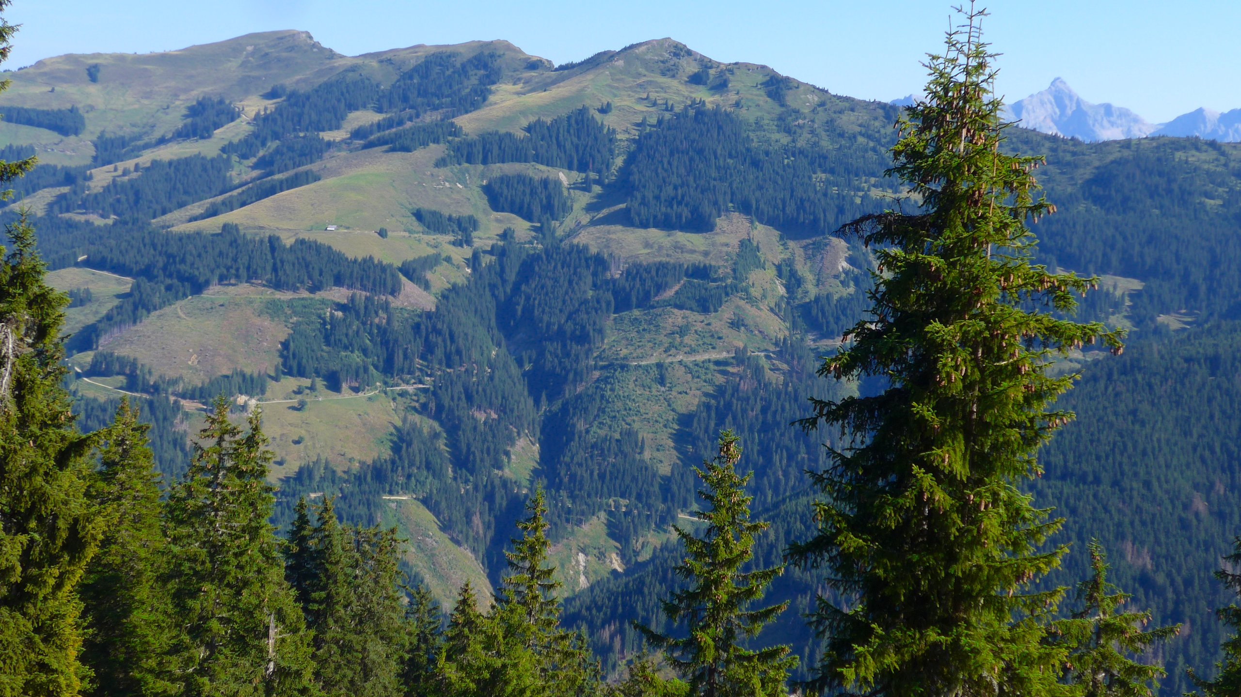 Baumgrenze
